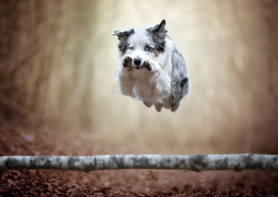 dog-jumping-australian-shepherd