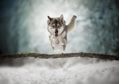 dog-snow-jump-northerinuit