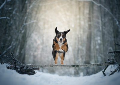 jumping-swiss-mountain-dog-forest-snow