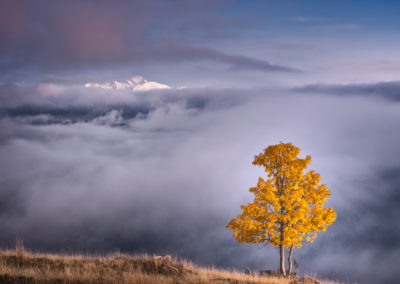 fog-tree-autumn-mountain