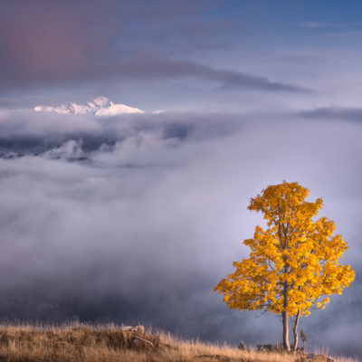 fog-tree-autumn-mountain