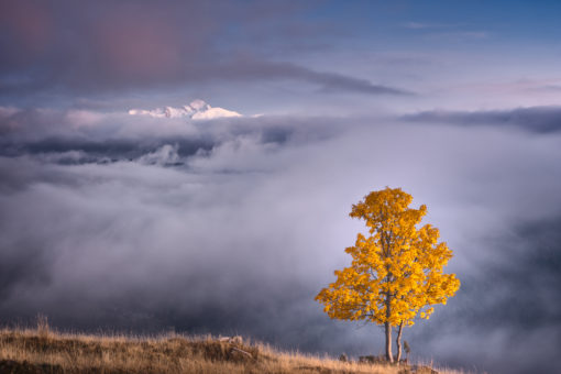 fog-tree-autumn-mountain