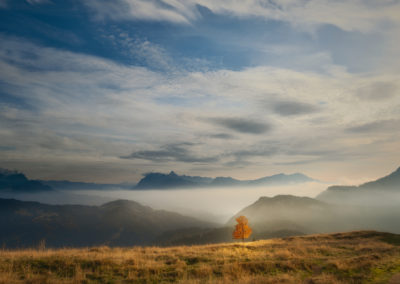 brouillard-arbre-automne-montagne