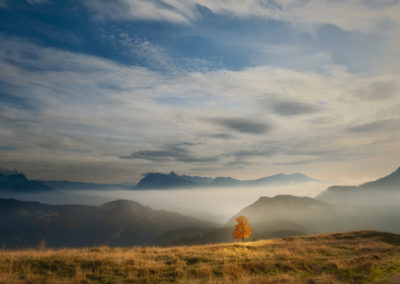 fog-tree-autumn-mountain