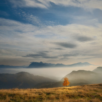 fog-tree-autumn-mountain