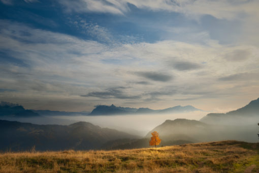 fog-tree-autumn-mountain