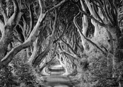 forest-blackandwhite-trees-road