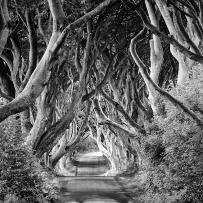 forest-blackandwhite-trees-road