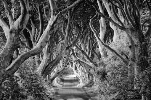 forest-blackandwhite-trees-road