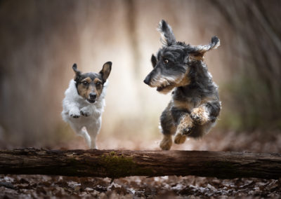 dogs-jumping-animals-nature