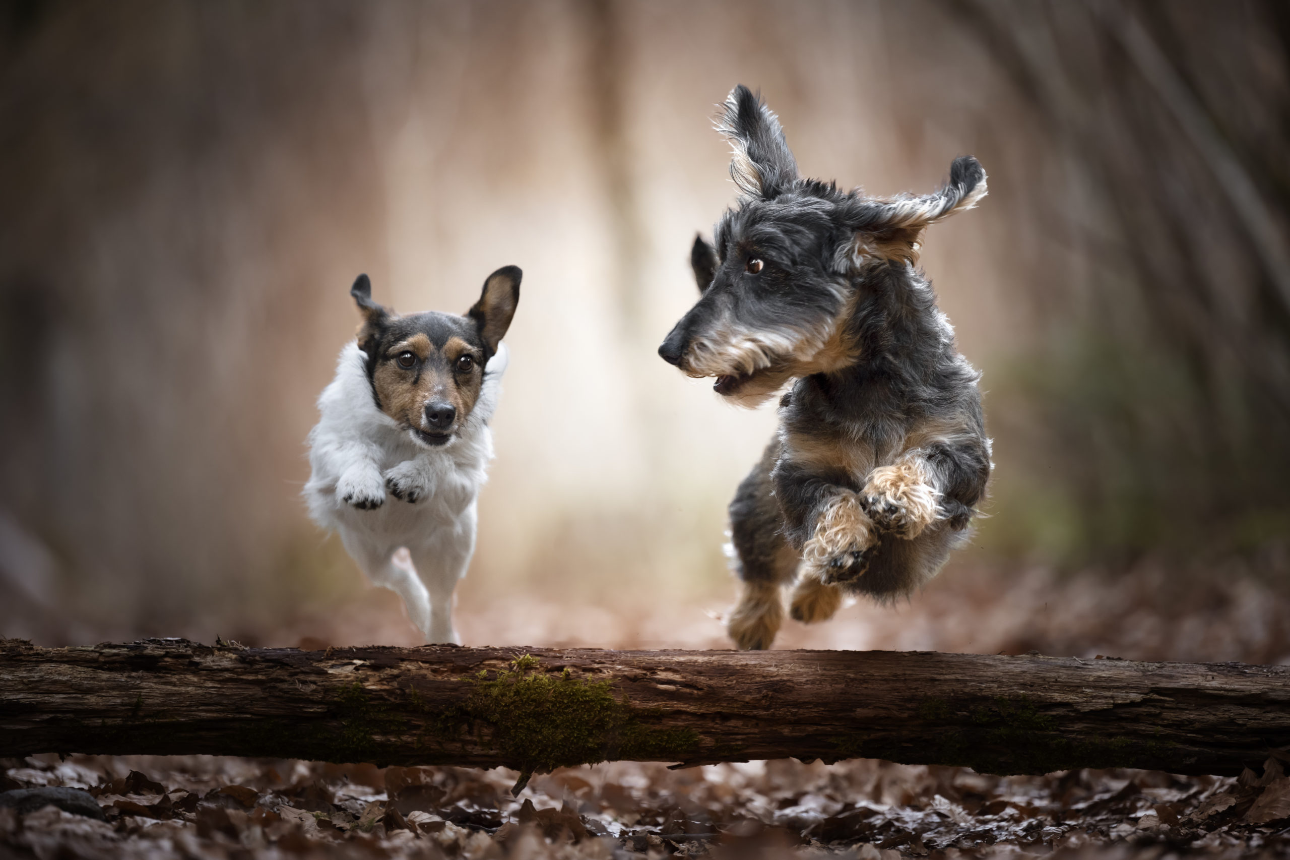 dogs-jumping-animals-nature