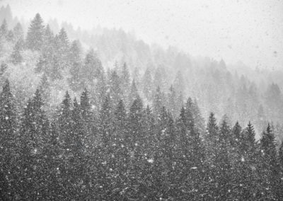 snow-trees-winter