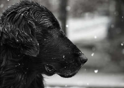 dog-snow
